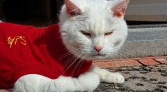 Cat po sterilizaciji, skrb, kaj storiti